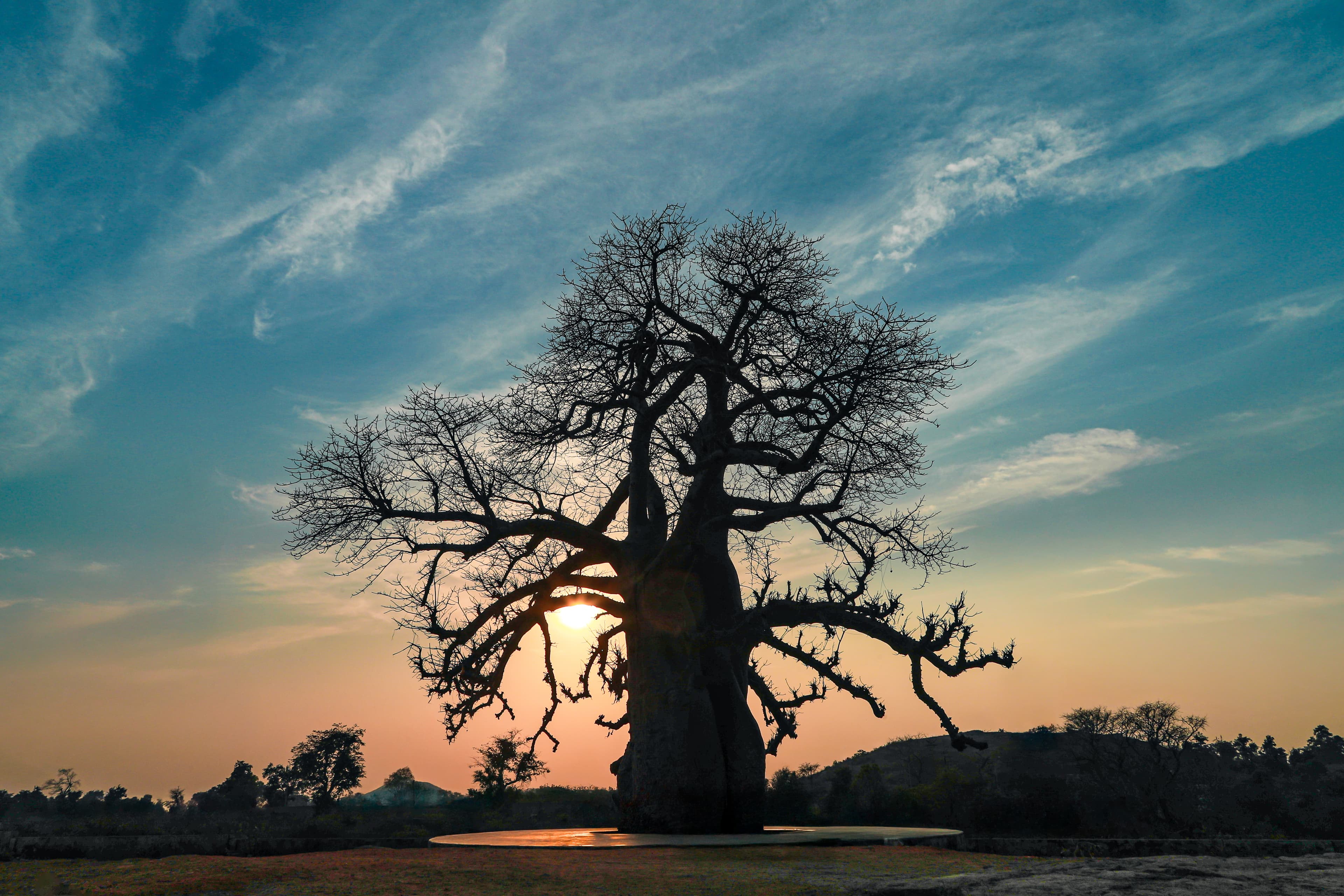 Whispers of the Ancient Tree