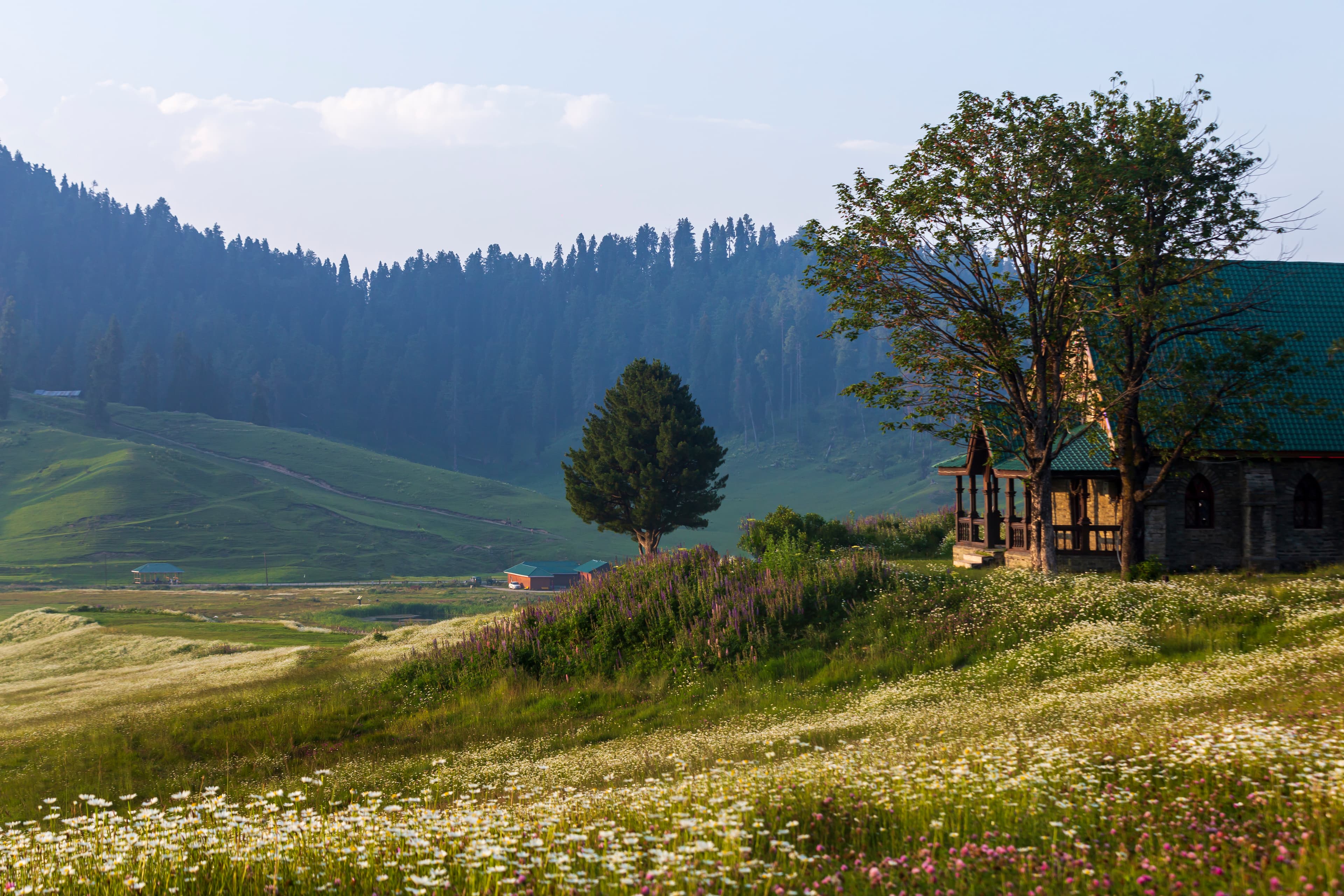 Golden Meadows of Gulmarg
