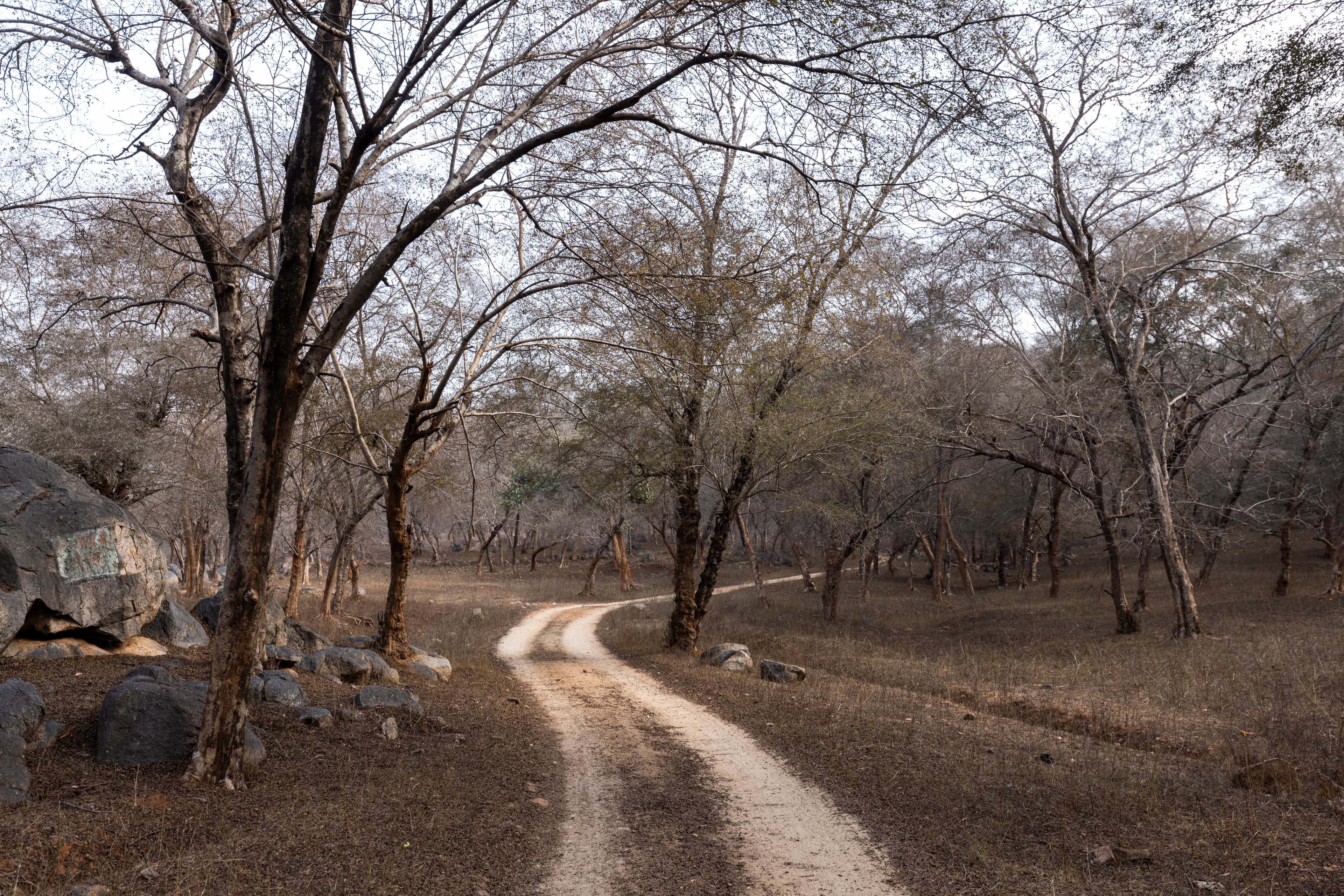Curved Trail through Dry Deciduous Forest