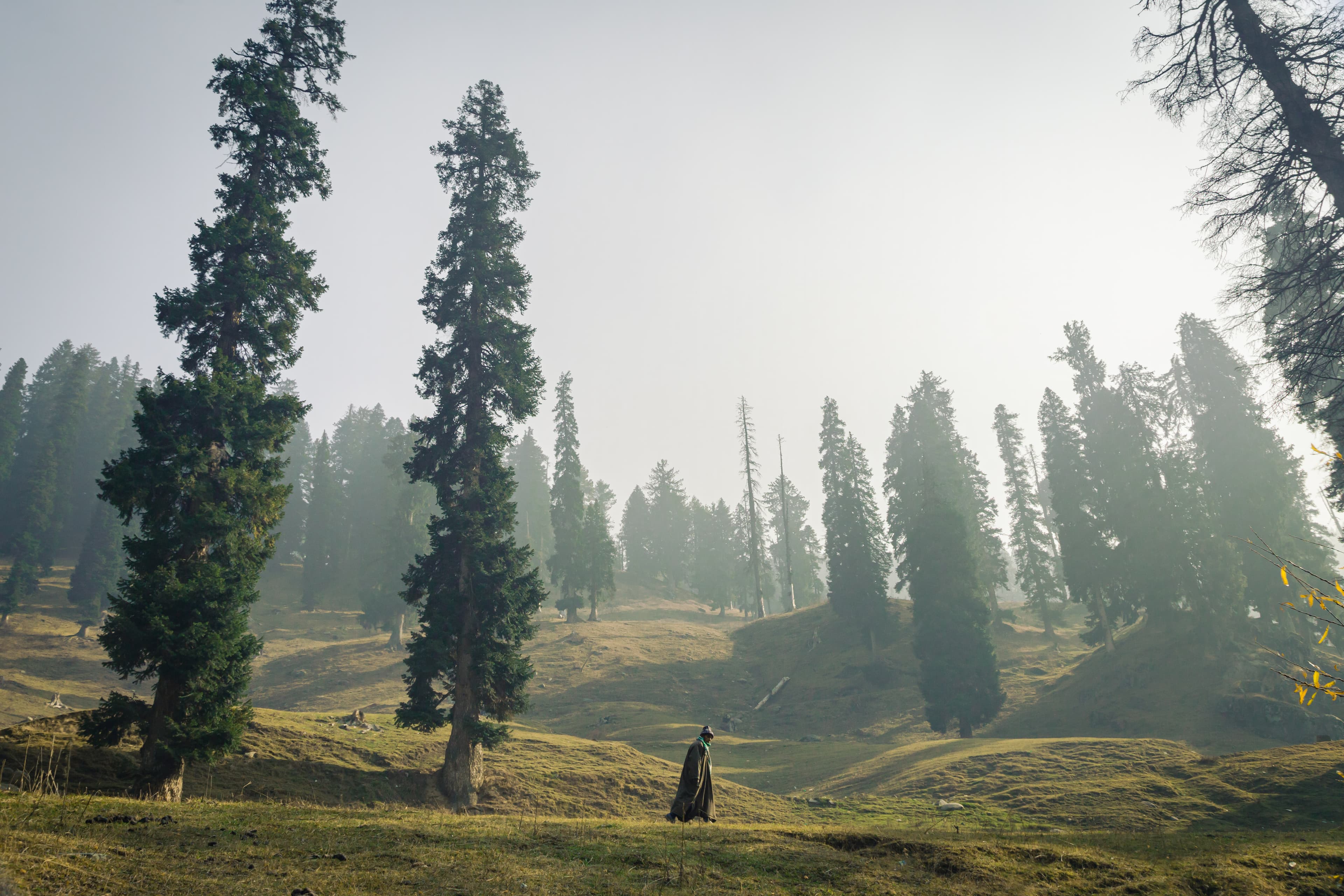 Mystic Pines of Aharbal