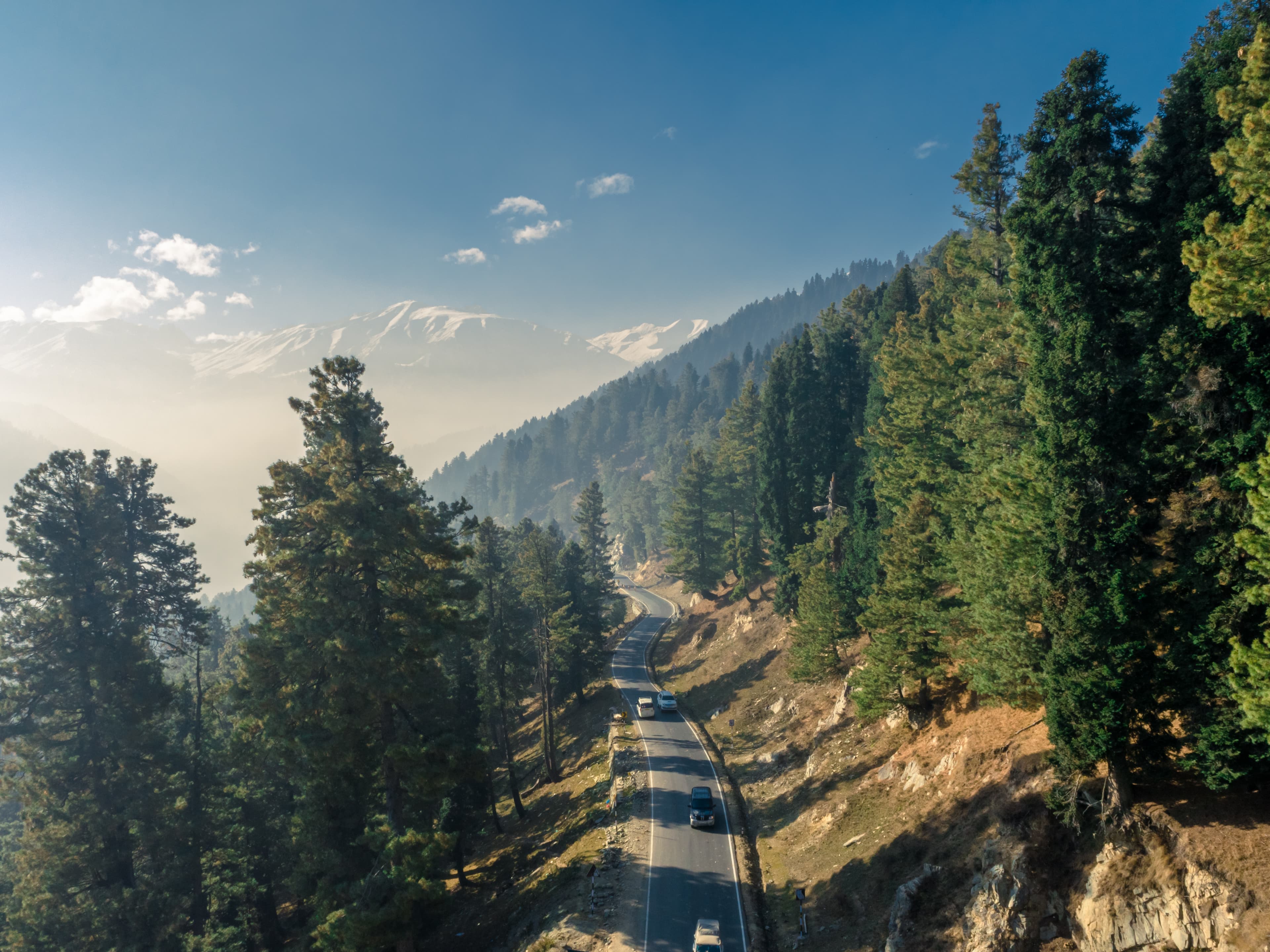 Path Through Pines – Gulmarg's Serene Drive