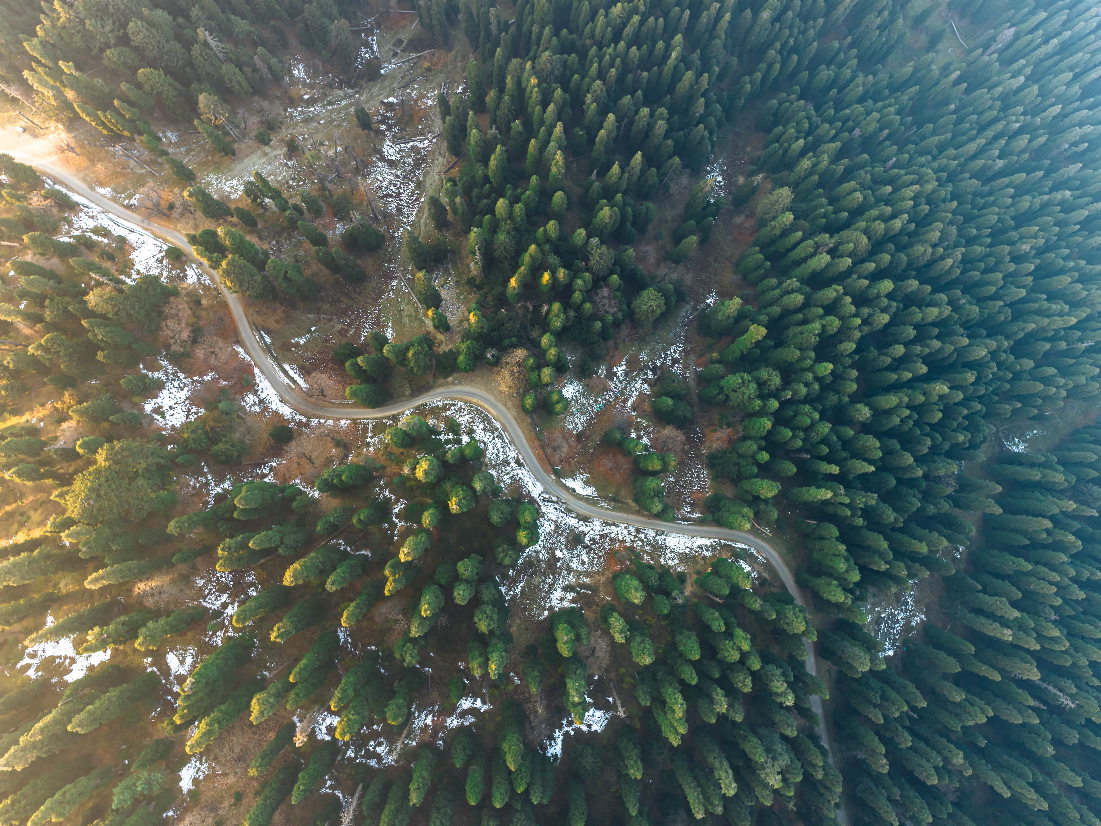 Winding Trail Through Kashmir Pines