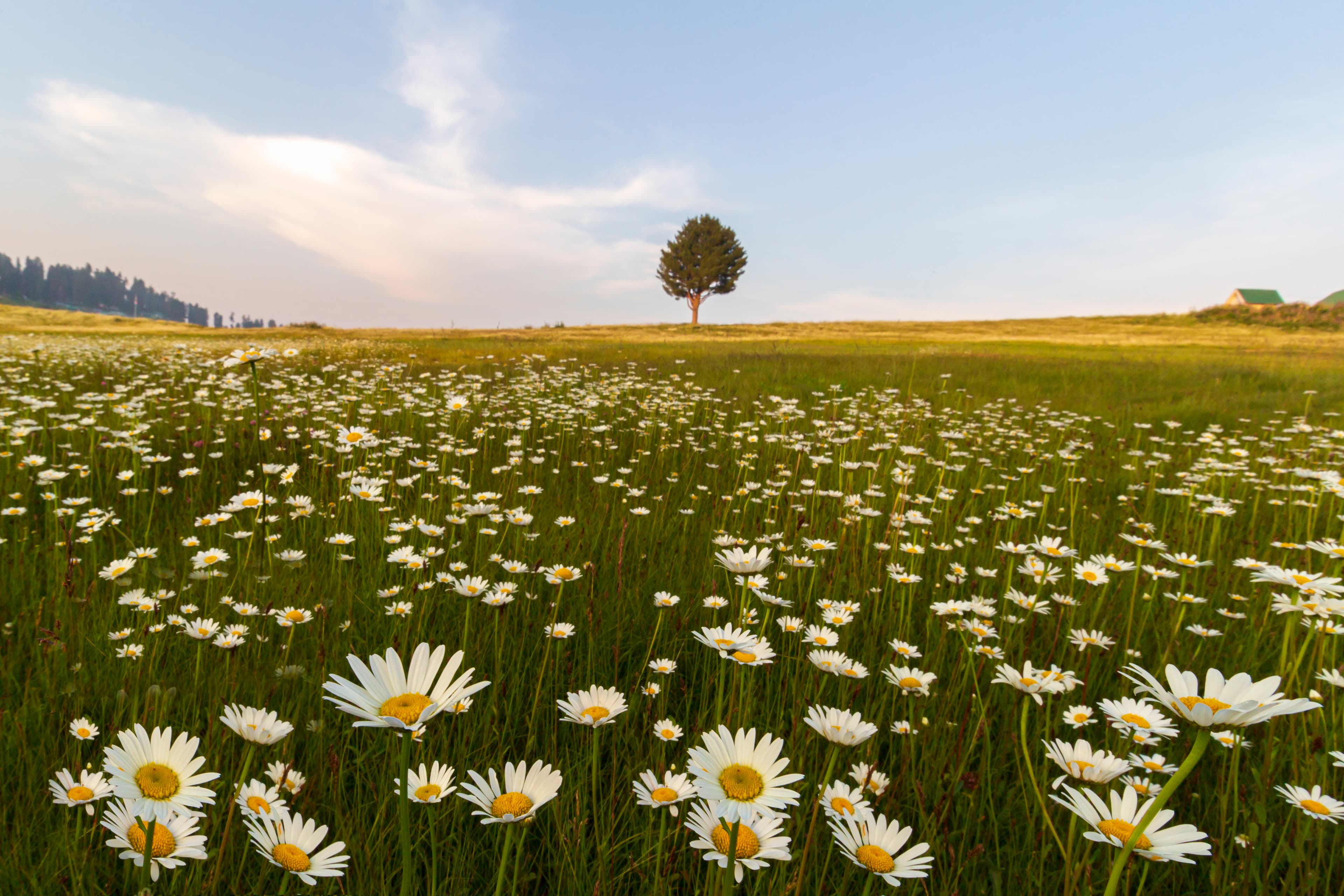 Solitude in a Sea of Daisies – Gulmarg