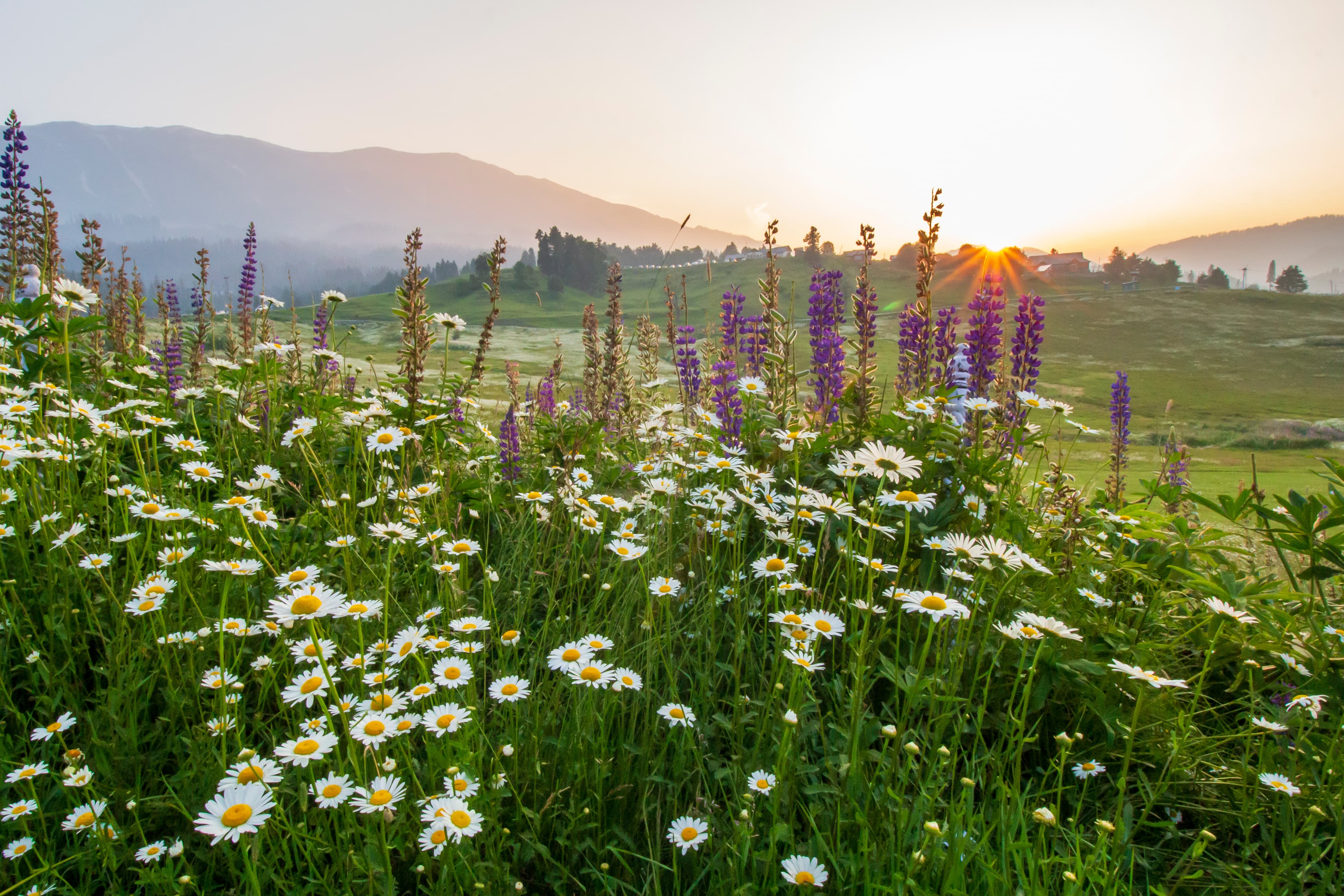 Sunrise Symphony in Gulmarg Meadows