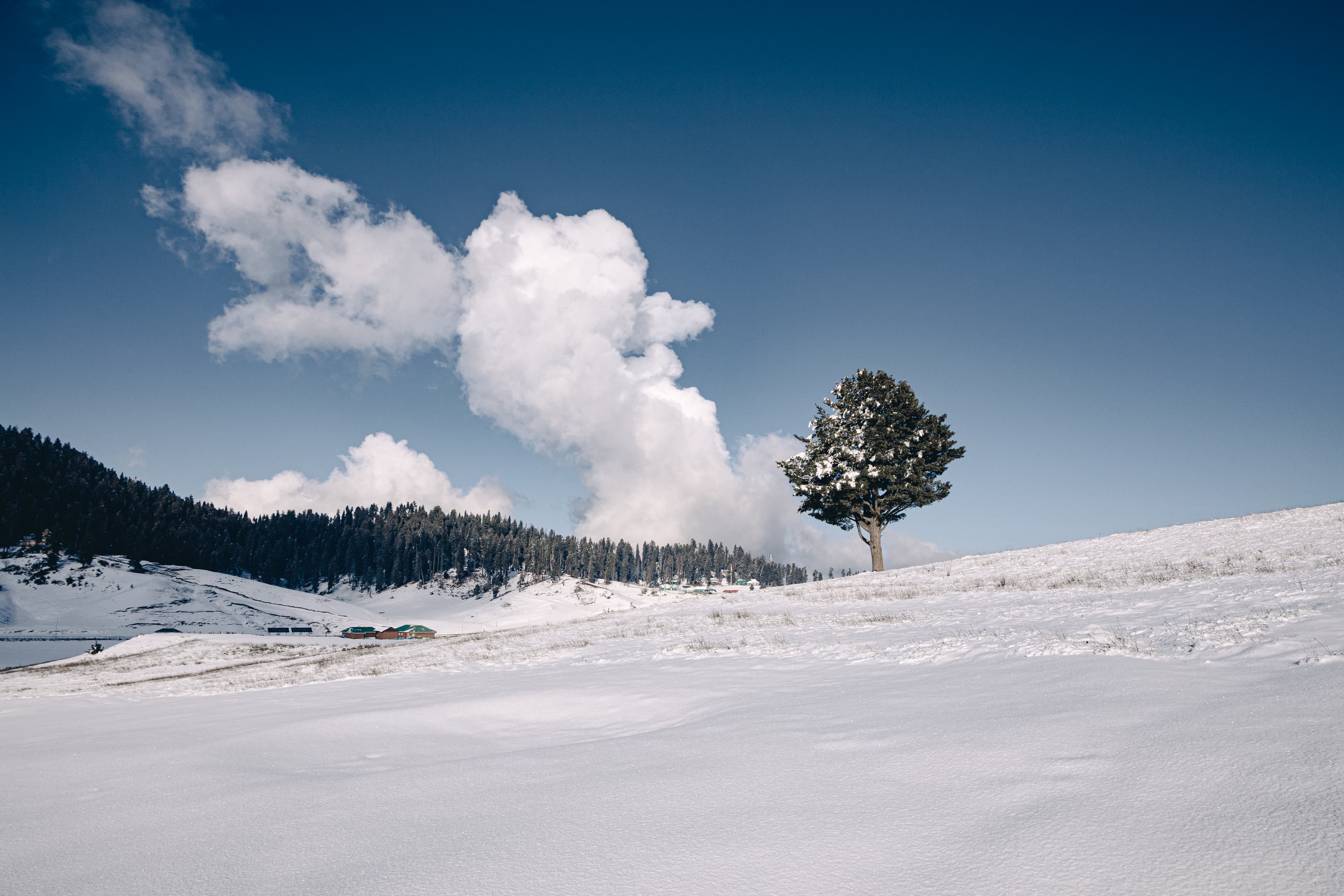 Silent Sentinel of Snowy Gulmarg