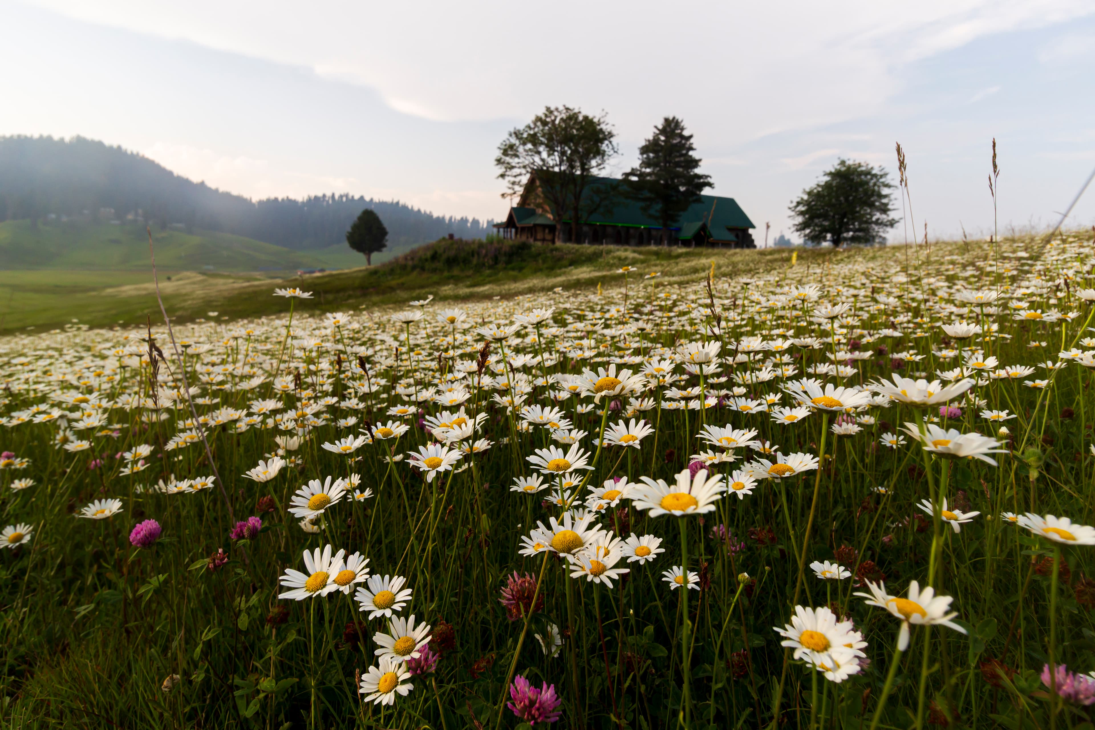 Whispers of Spring – Daisies in Bloom at St. Mary’s, Gulmarg