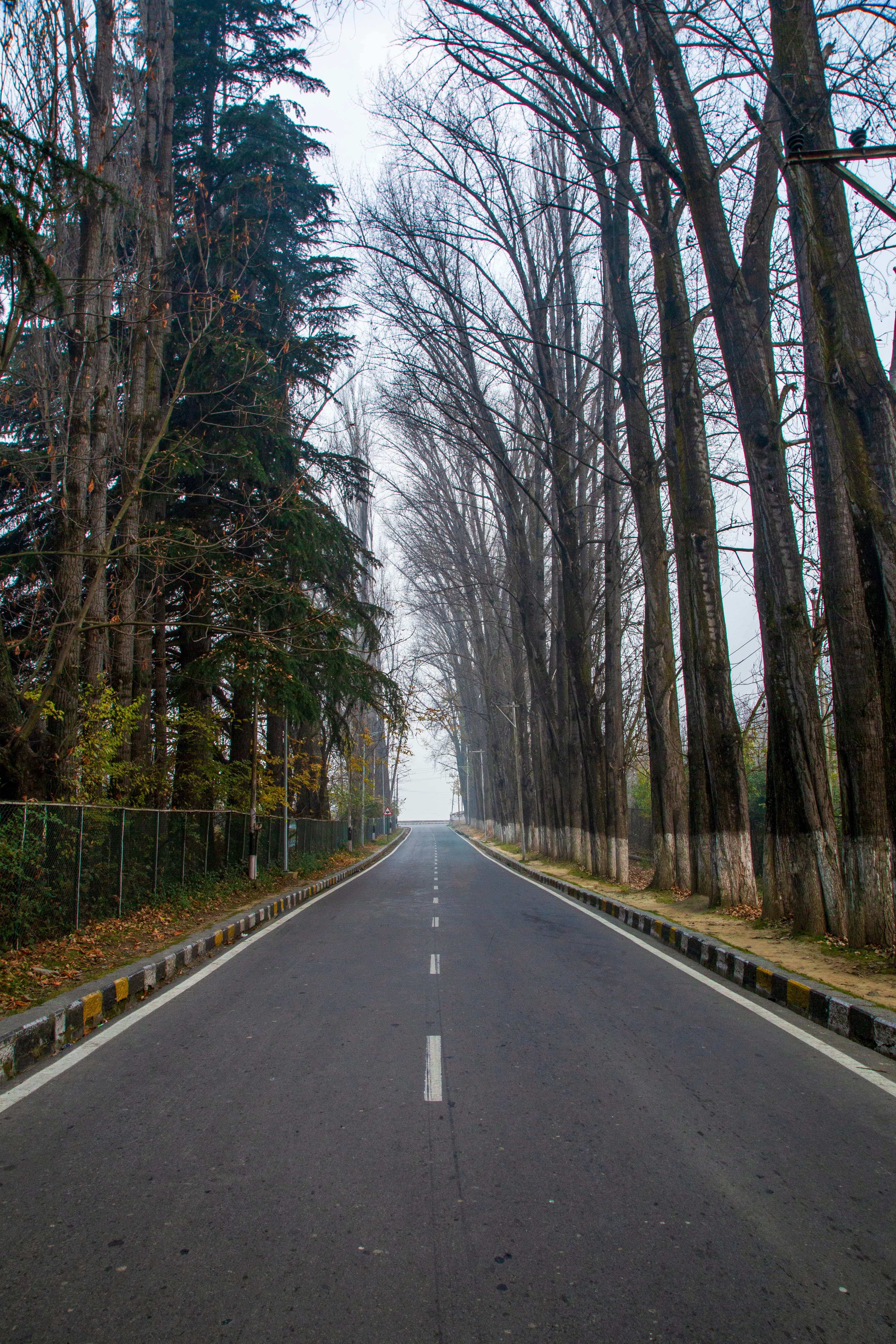Winter Boulevard in Srinagar