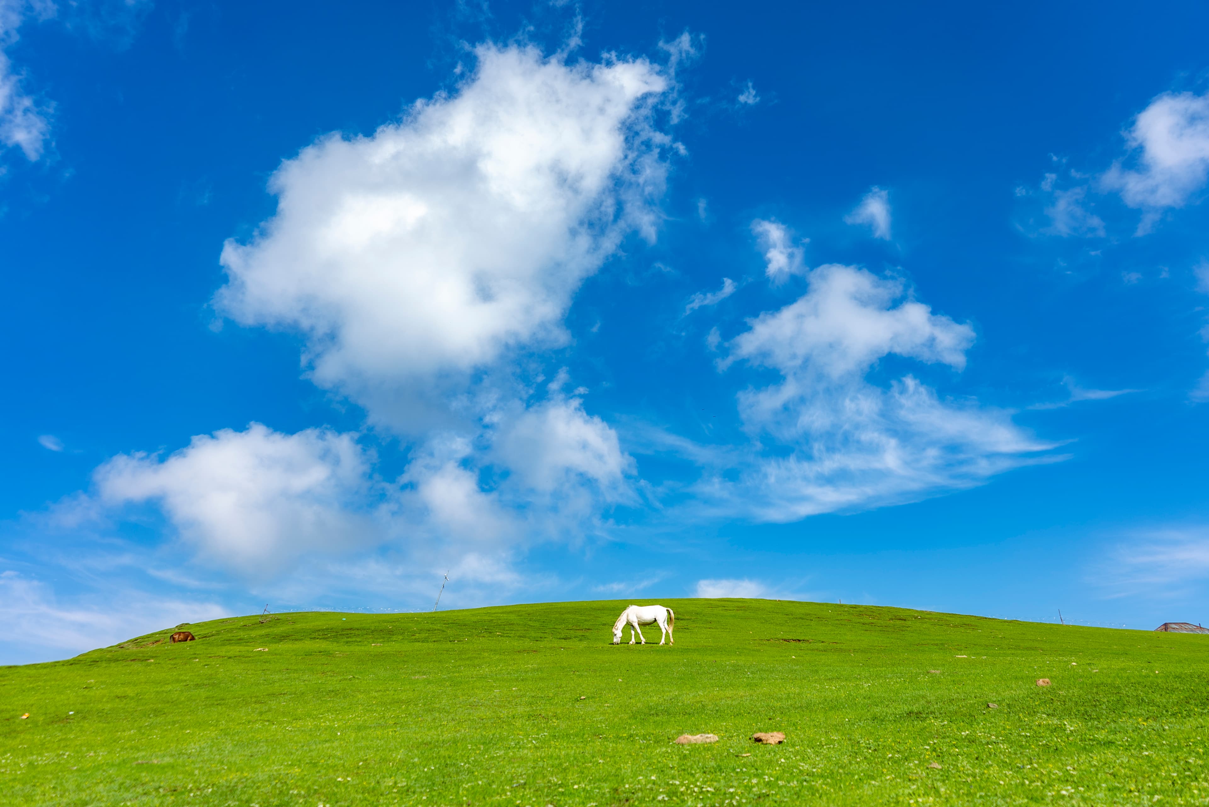 Lone Grazing Horse on Kashmir Meadow
