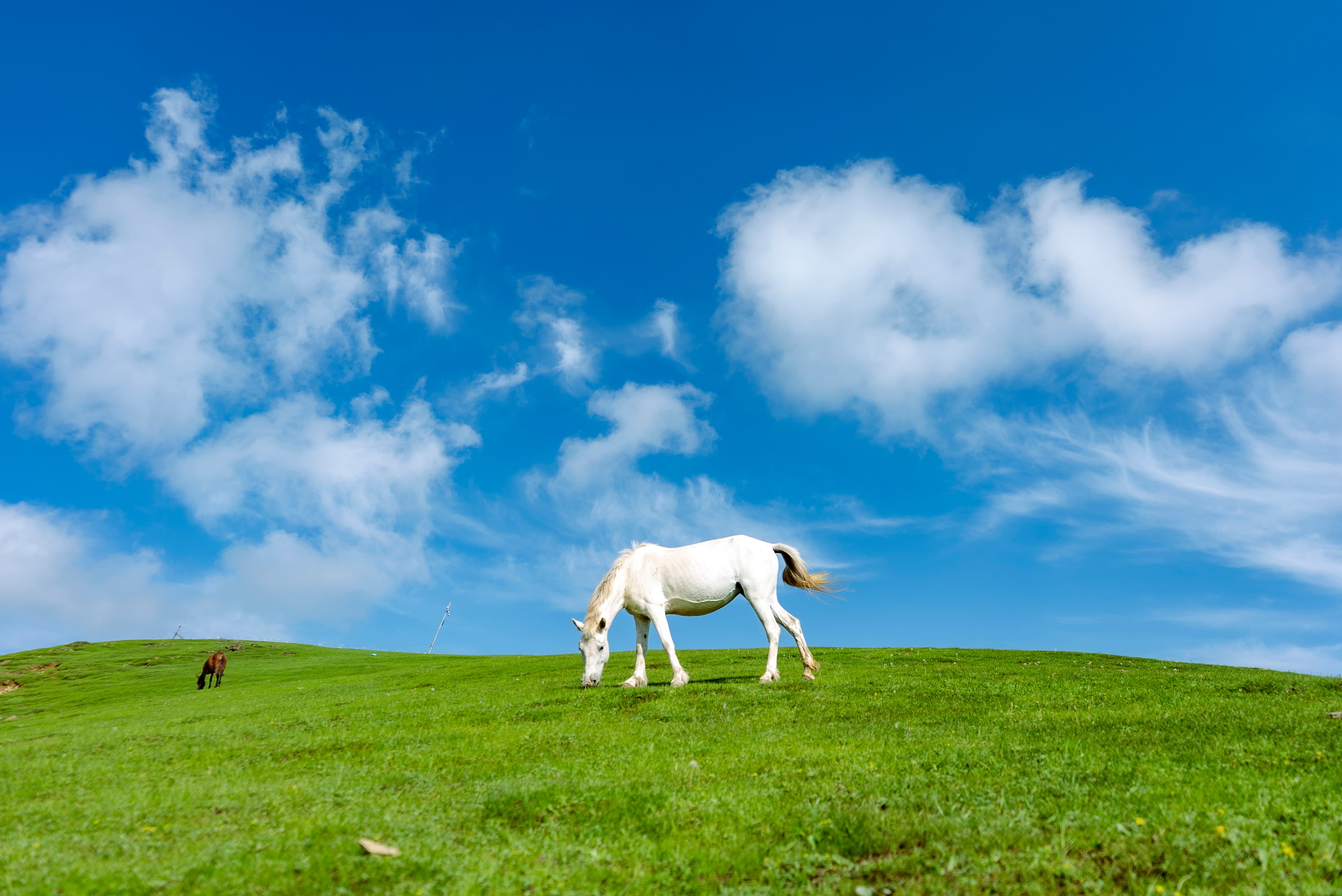 White Horse Grazing Under Clear Skies in Kashmir