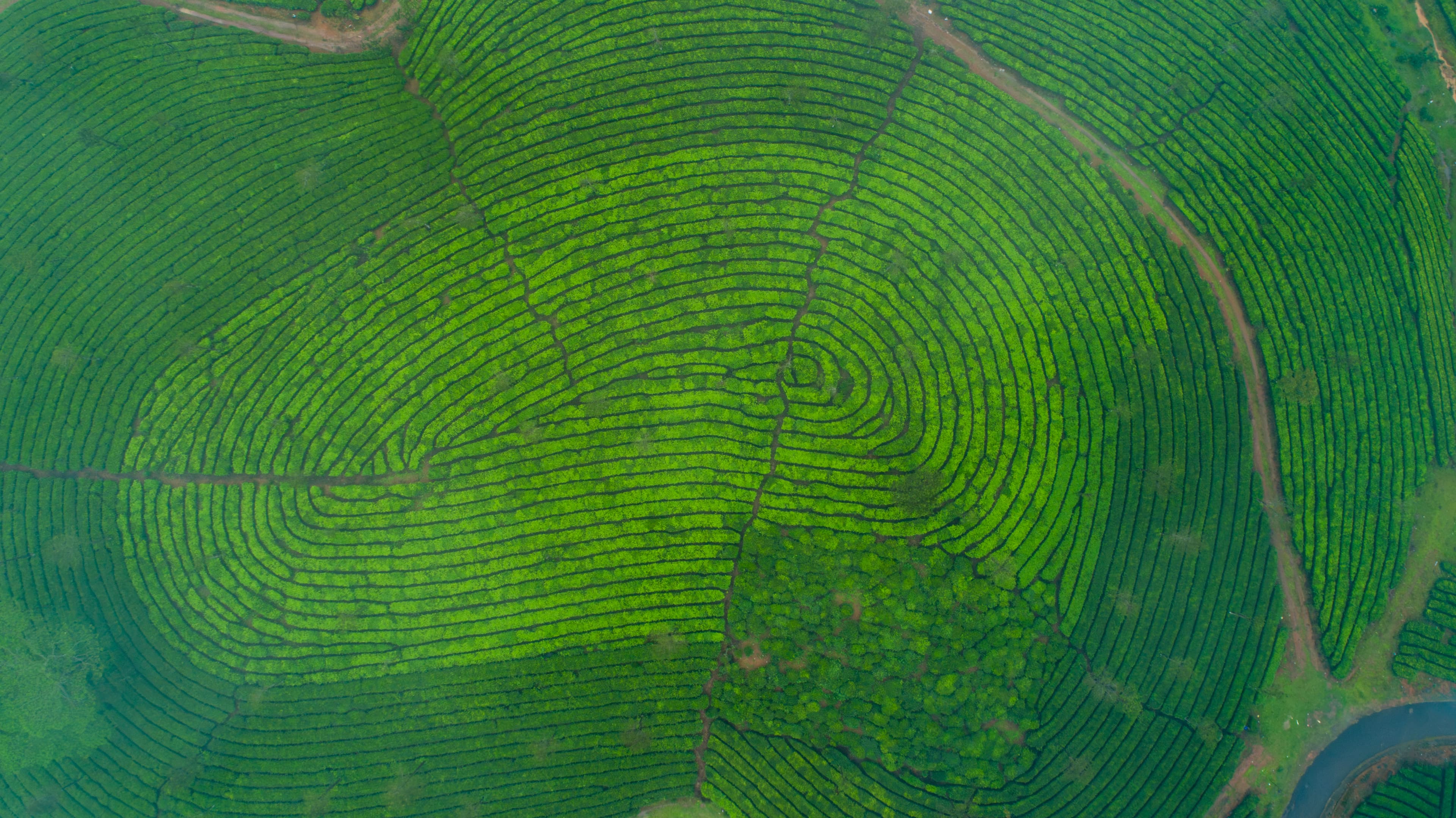 Vagamon’s Lush Green Geometry
