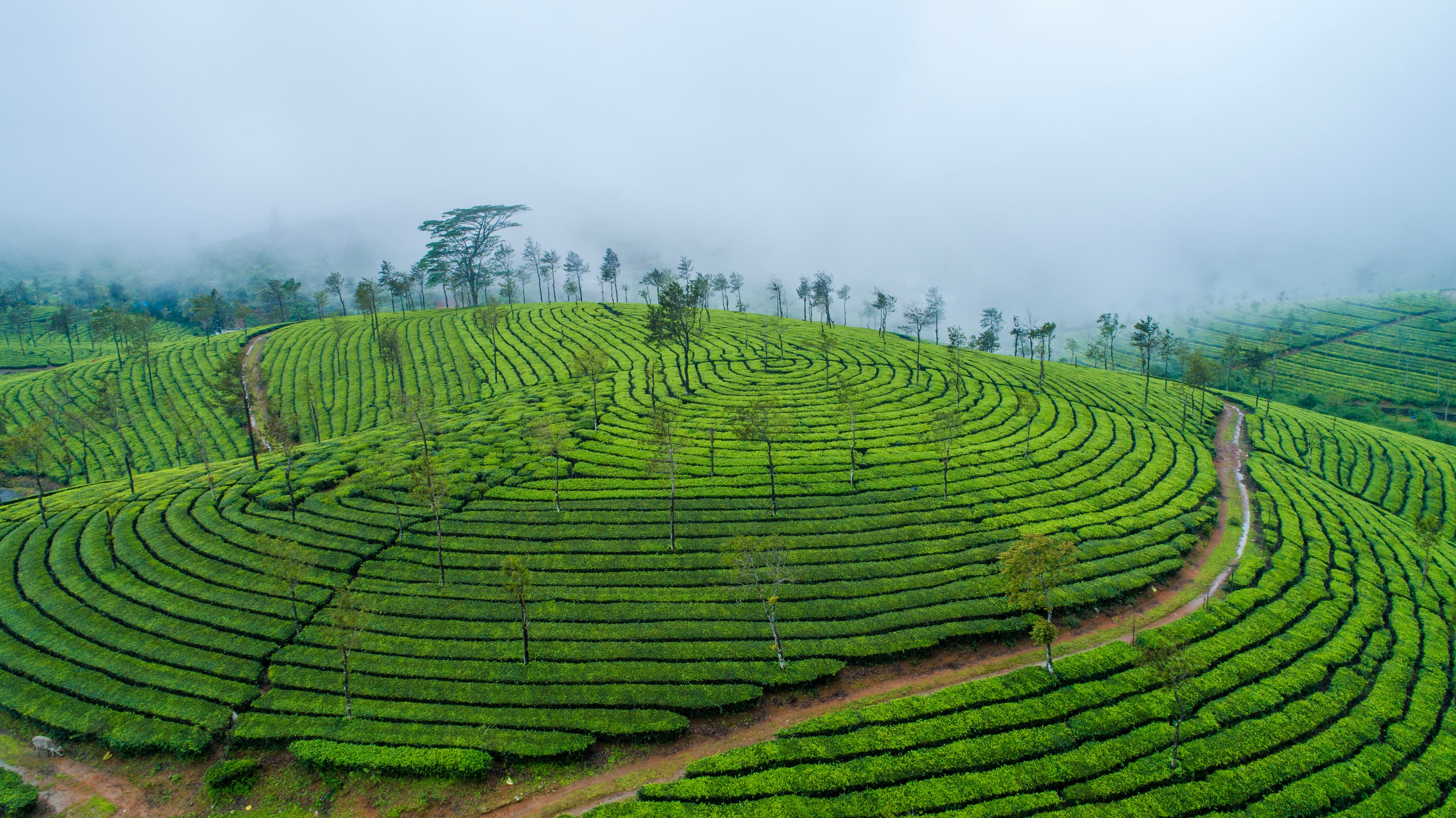 Misty Spirals – Tea Hills of Vagamon