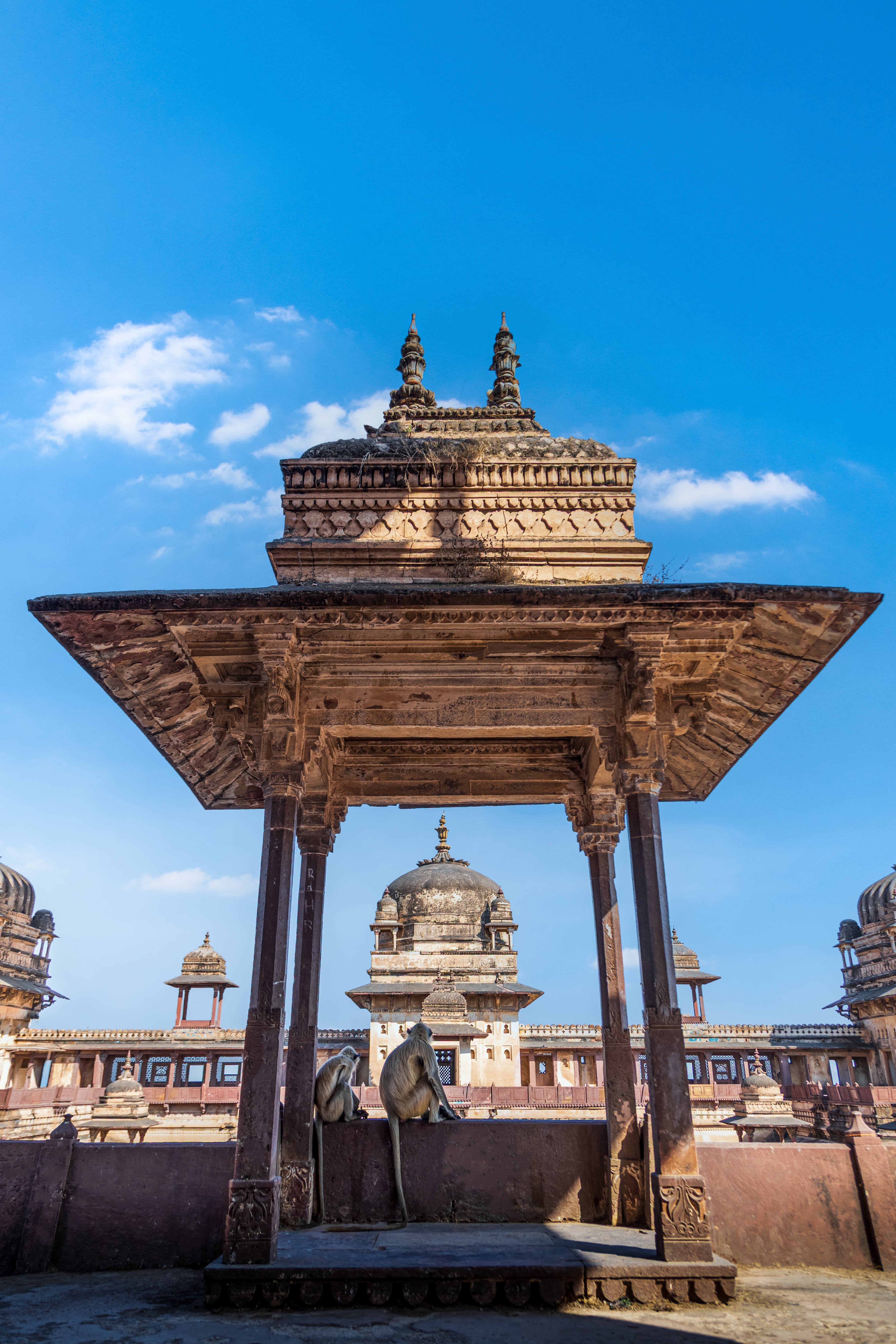 Royal Audience Monkeys of the Mahal